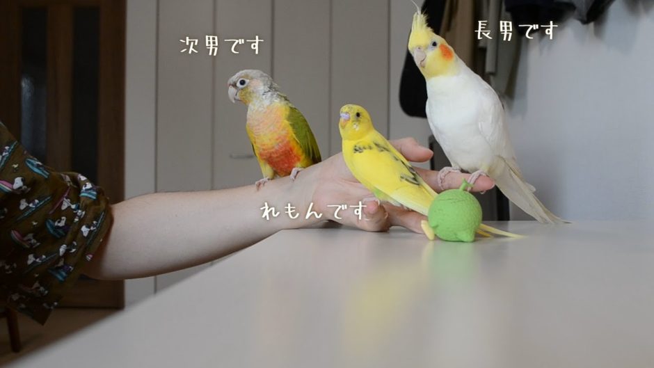 オカメインコとウロコインコとセキセイインコの集まり【Birb】Gather round, everyone! | オカメインコ大百科